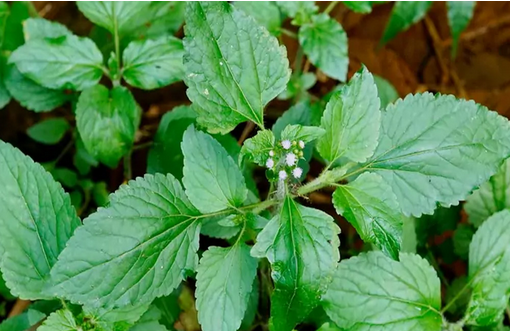 Gambar Ageratum Conyzoides (Bandotan)